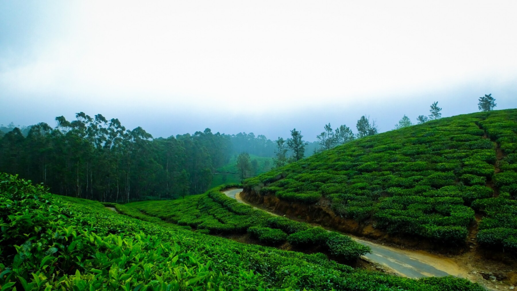 Coorg Tourism